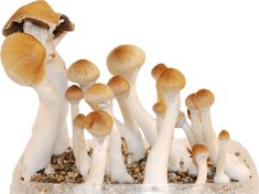 Thumbnail for Benefits To Buy Magic MuShrooms Online